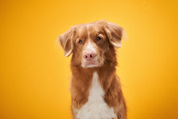Sweet dog. Nova Scotia Duck Tolling Retriever, toller on yellow background in studio