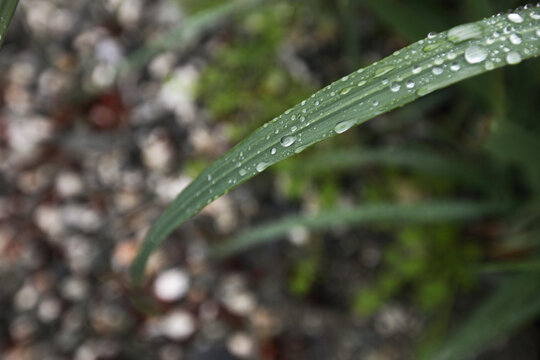 Dew and water droplets rest on a blade of grass.; Inside Passage, Alaska