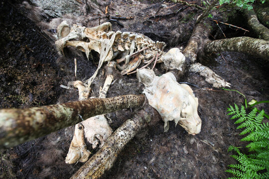 The bones and skeleton of a dead Alaskan brown bear, Ursus Arctos, cover the landscape.; Inside Passage, Alaska