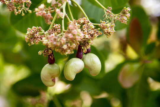 In Isla Coiba National Park, a close-up of a cashew seed hanging from a flowering cashew tree.; Isla Coiba National Park, Isla Granito de Oro, Panama