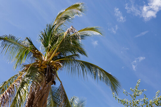 Against a blue sky, details of a coconut tree located on the small island named Isla Granito de Oro, meaning Little Grain of Gold.; Isla Coiba National Park, Isla Granito de Oro, Panama