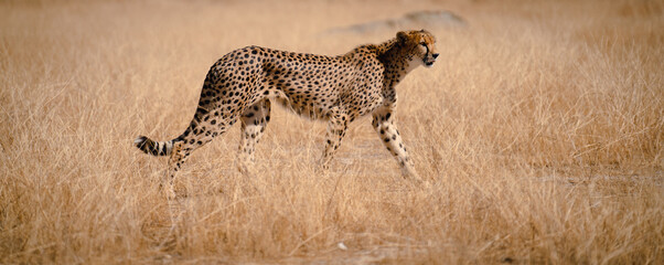 Isolated cheetah over yellow spikes, profile