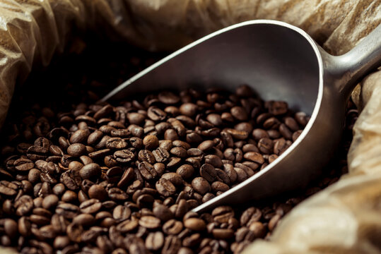 Roasted coffee beans in a sack with a metal scoop; Studio