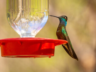Rivoli's Hummingbird