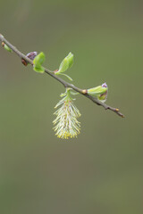 Closeup on a sprintime blossoming Willow catkin , Salix cinerea against a blurred green background