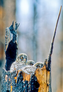 Three great grey owlets (Strix nebulosa) sitting in a burned out tree nest, turning their heads and looking at the camera in Yellowstone National Park; Wyoming, United States of America