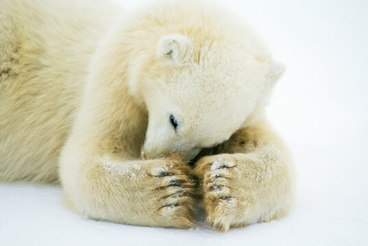 Close-up of polar bear cub (Ursus maritimus) lying on the snow with head down, scratching face with paws, Hudson's Bay; Manitoba, Canada