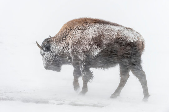 A young, snow covered American bison (Bison bison) trudging through the blowing snow in a blizzard, Yellowstone National Park; Wyoming, United States of America