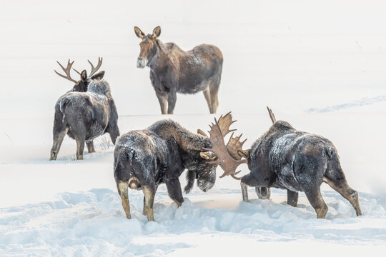 Bull moose (Alces alces) locking antlers while sparring as a cow moose looks on, Yellowstone National Park; United States of America