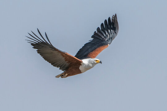 African Fish Eagle (Haliaeetus vocifer) in flight in a blue sky; Botswana