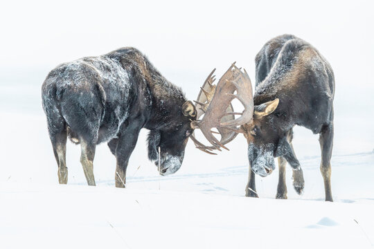 Bull moose (Alces alces) locking antlers while sparring, Yellowstone National Park; United States of America