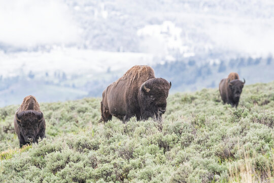 Herd of American bison (Bison bison) grazing on the sagebrush (Artemisia tridentata) on the open range in Yellowstone National Park;  United States of America