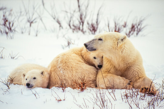 Polar bear cubs (Ursus maritimus) snuggle up to their mother in the snow along Hudson Bay; Manitoba, Canada