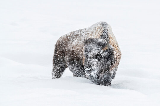 Snow-covered American Bison (Bison bison) standing in a snowstorm in Yellowstone National Park; United States of America