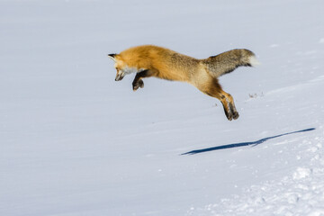 Fox hunting for rodents leaping into the air to pounce on his prey below the snow, YNP, Wyoming, USA