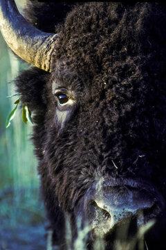 Close-up of the face of a bison bull (Bison bison) with leaves tangled in his ear; Yellowstone National Park, Wyoming, United States of America
