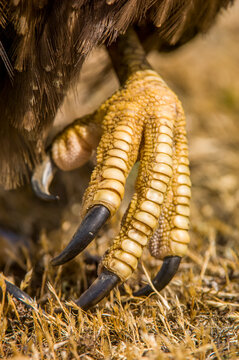 Close-up of the foot of a striated caracara (Phalcoboenus australis); Falkland Islands, Antarctica