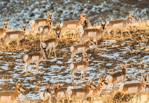 A herd of pronghorn antelope (Antilocapra americana) standing on a grassy plateau with patchy snow covering the field in golden sunlight; Yellowstone National Park, United States of America