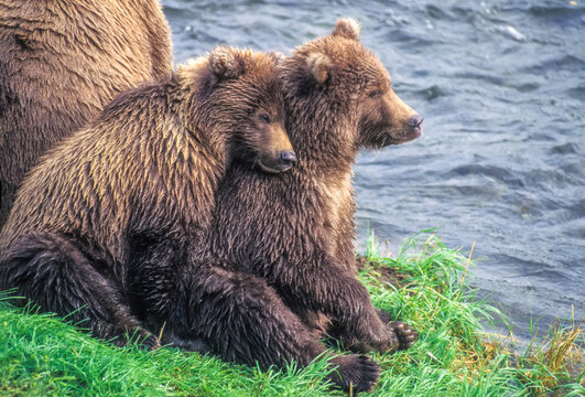 Twin grizzly bear cubs snuggle next to their mother.