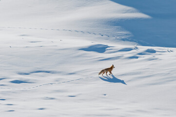 Red fox (Vulpes vulpes) walking along a snow covered landscape making tracks in the snowdrifts; Yellowstone National Park, Wyoming, United States of America