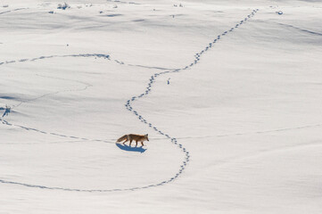 Red fox (Vulpes vulpes) walking along a snowy landscape making tracks and listening for prey beneath the snowdrifts; Yellowstone National Park, Wyoming, United States of America