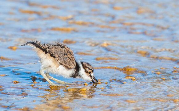 A killdeer chick (Charadrius vociferus) feeding on found food at Mammoth Hot Springs; Yellowstone National Park, United States of America