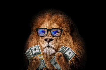 Cool successful leader lion boss with trendy eyes holds money dollars in his paws on a black...