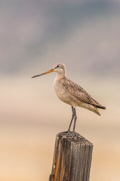 Marbled godwit, Limosa fedoa, perching on a wooden post.