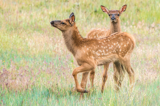Pair of young elk calves (Cervus canadensis) in a grass meadow, looking at camera; Montana, United States of America