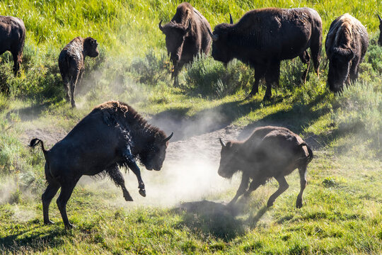 Herd of American bison (Bison bison) standing around in a grassy field kicking up dirt and playing in the dust in Hayden Valley; Yellowstone National Park, United States of America