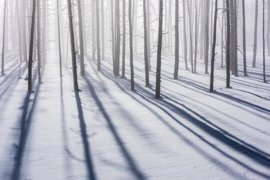 Bare lodgepole pine tree trunks casting shadows on a snow-covered landscape in winter, YNP, USA