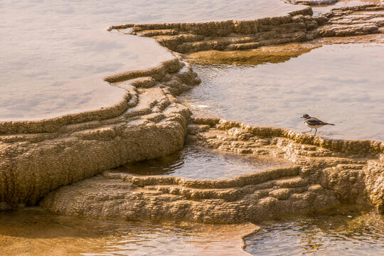 A killdeer (Charadrius vociferus) standing on the terraced runoff channels at Mammoth Hot Springs; Yellowstone National Park, United States of America