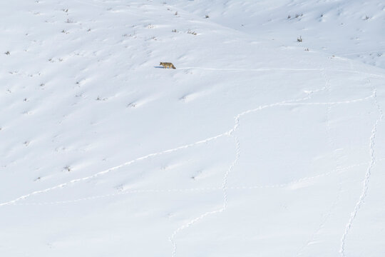 A lone coyote (Canis latrans) walking over the snow-covered landscape looking for food, making tracks in the snow; Yellowstone National Park, United States of America