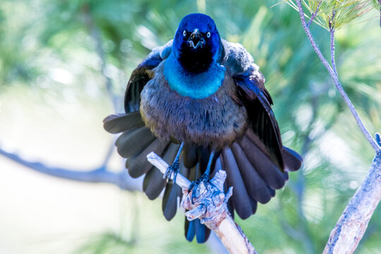 Close-up portrait of a male Brewer's blackbird (Euphagus cyanocephalus) perched on a tree branch with its beak open in mating display; Minnesota, United States of America