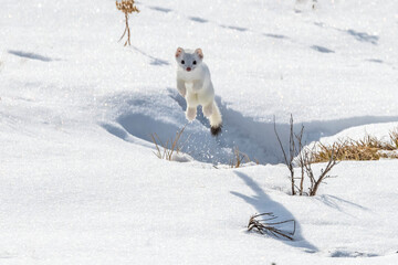 A short-tailed weasel (Mustela erminea) leaping up in the air in the snow looking at camera, camouflaged in its white winter coat; Yellowstone National Park, Wyoming, United States of America