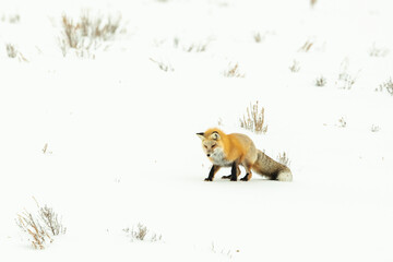 Red fox (Vulpes vulpes) watching and listening to sounds below the snow stalking its prey; Yellowstone National Park, Wyoming, United States of America