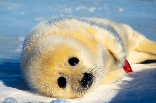 Portrait of a newborn Harp seal pup (Phoca groenlandicus) lying in the looking up at camera; Canada