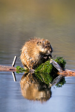 Close-up portrait of a muskrat (Ondatra zibethicus) sitting on a log in the water feeding on aquatic plants; United States of America