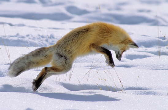 A red fox (Vulpes vulpes) hunting for mice and other rodents leaps into the air to pounce on his prey hidden beneath the snow on a sunny winter day; Wyoming, United States of America