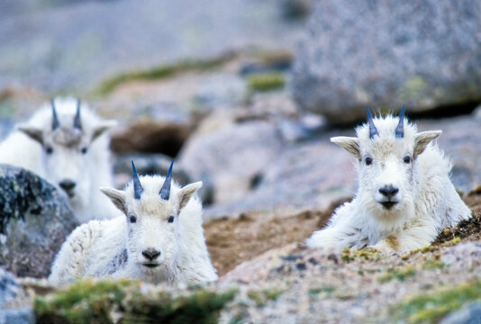 Three young mountain goat kids (Oreamnos americanus) lying on the mountainside at Mt Evans, looking at camera; Colorado, United States of America