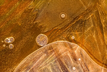 An abstract view of frozen water bubbles on mud; United States of America