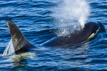 A killer whale sprays water from its blowhole at the water's surface.
