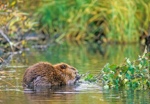 View taken from behind of a beaver (Castor canadensis) chewing on a grey alder (Alnus incana) tree branch in the water in Yellowstone National Park, Wyoming Montana Idaho; United States of America