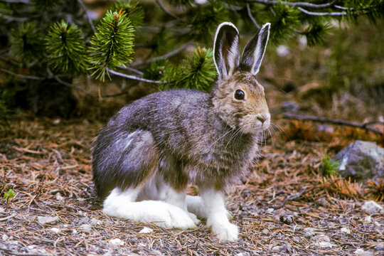 Portrait of a snowshoe hare (Lepus americanus) sitting next to a conifer looking at the camera in Yellowstone National Park, Wyoming Montana Idaho; United States of America