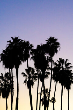 Palm Trees Silhouette at Sunset