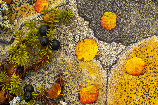 Close up of crowberry, lichen and yellow leaves.
