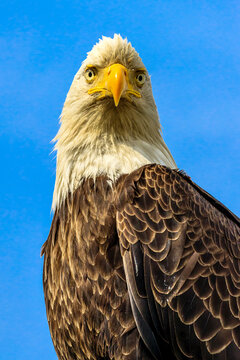 Bald Eagle, Haliaeetus leucocephalus, portrait against blue sky along the shoreline of Cook Inlet.
