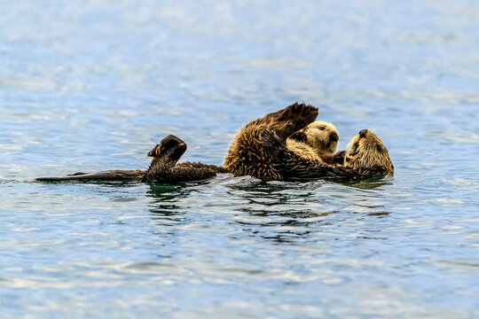 Sea otter, Enhydra lutris, mother and pup in Kachemak Bay.