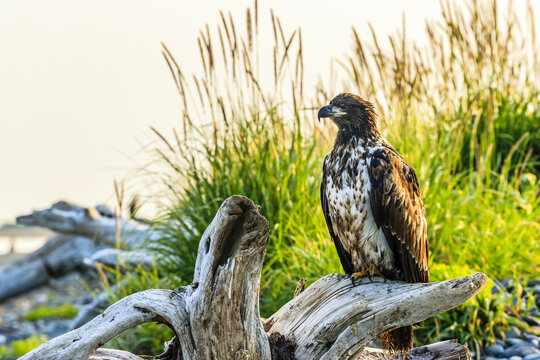 Immature Bald Eagle, Haliaeetus leucocephalus, sitting on driftwood.