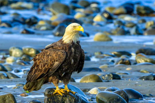 Bald Eagle, Haliaeetus leucocephalus, perched on boulders at low tied along the shoreline of Cook Inlet.